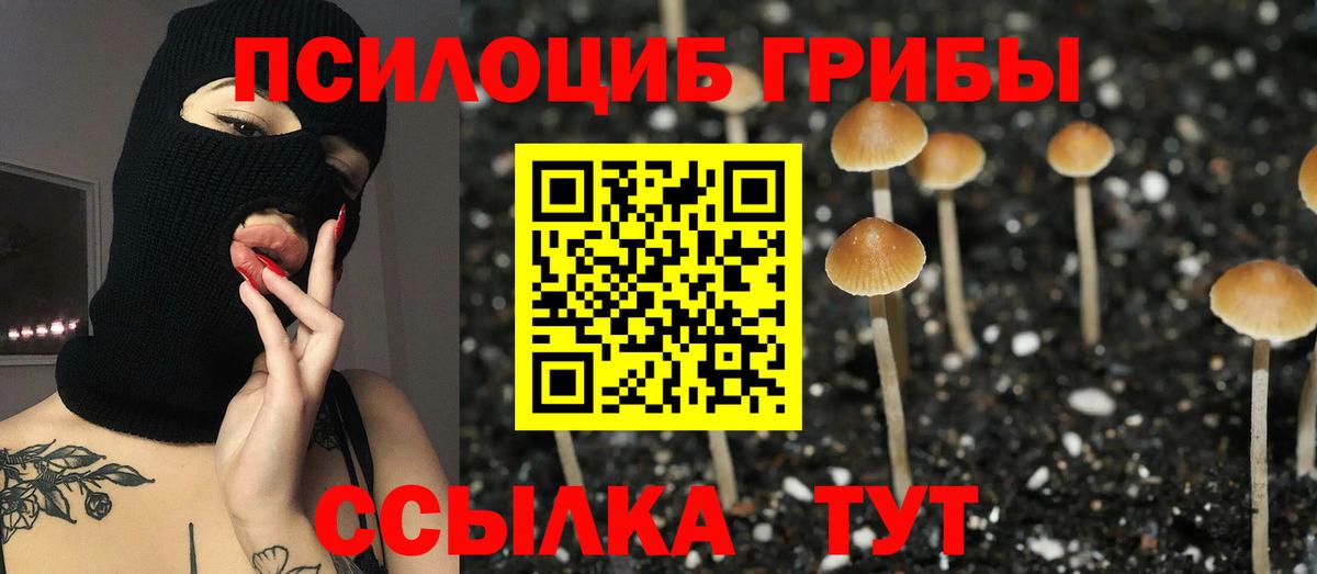 Галлюциногенные грибы Psilocybe Янаул
